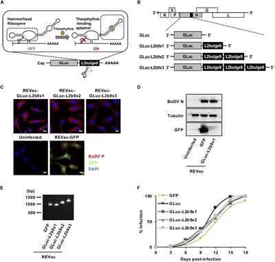 Frontiers | Development of an RNA Virus-Based Episomal Vector Capable